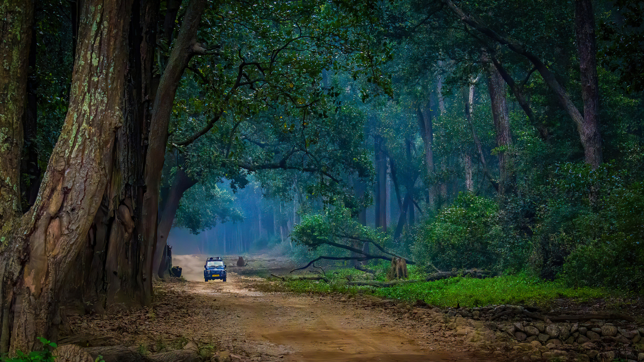 Jim Corbett Safari Experience